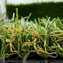 sibari_grass_deluxe 2.webp